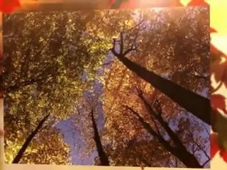 Simo Brothers Tree Service Inc. - (847) 688-0906