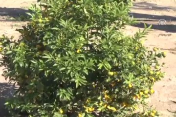 Kamkat doğayı evlere taşıyor