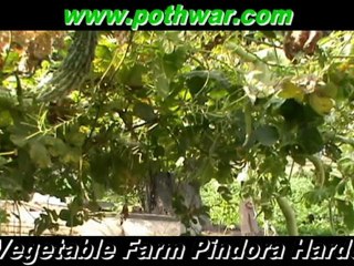 Pindora Hardo farm