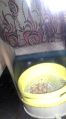 frontosa burundi egg thumbler