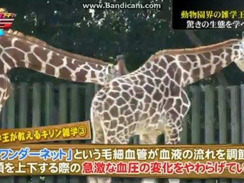 gachagacha V6-20121127-part2