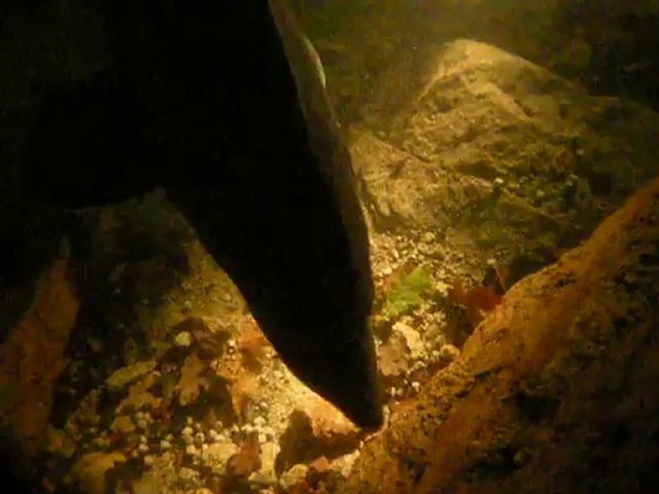 ESTURGEONS à la Carrière de la Roche Bleue( Bécon-Les-Granits) 25.11.12