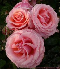 ..Quranسورة الحشر الشيخ فارس عباد