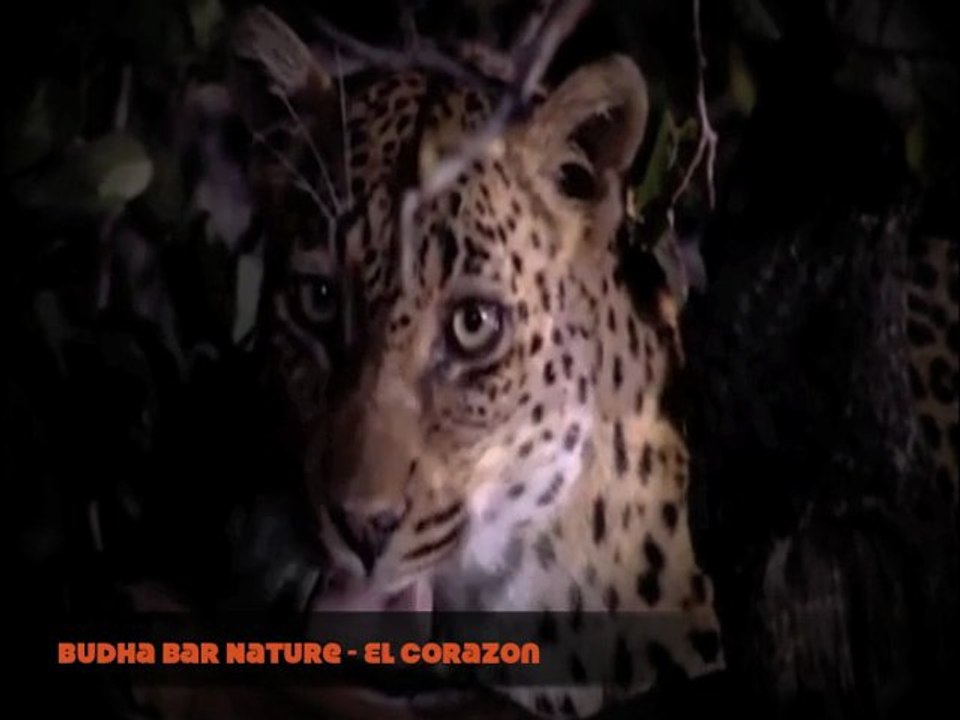 Buddha Bar Nature - El Corazon