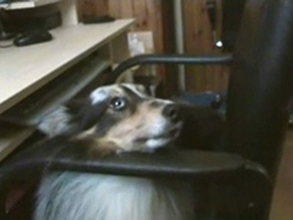 denver qui chante