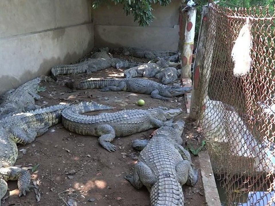 CROCODILE