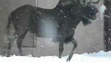 Гну