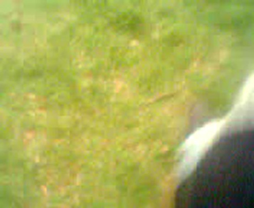 Pepo0003
