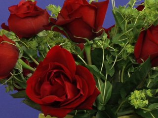 Comment faire éclore des roses