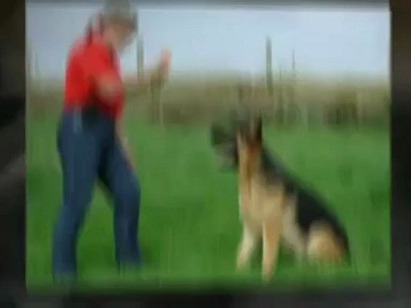 ⁣Dog Grooming and Dog Training Day 2