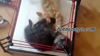 Funny videa of cats fight