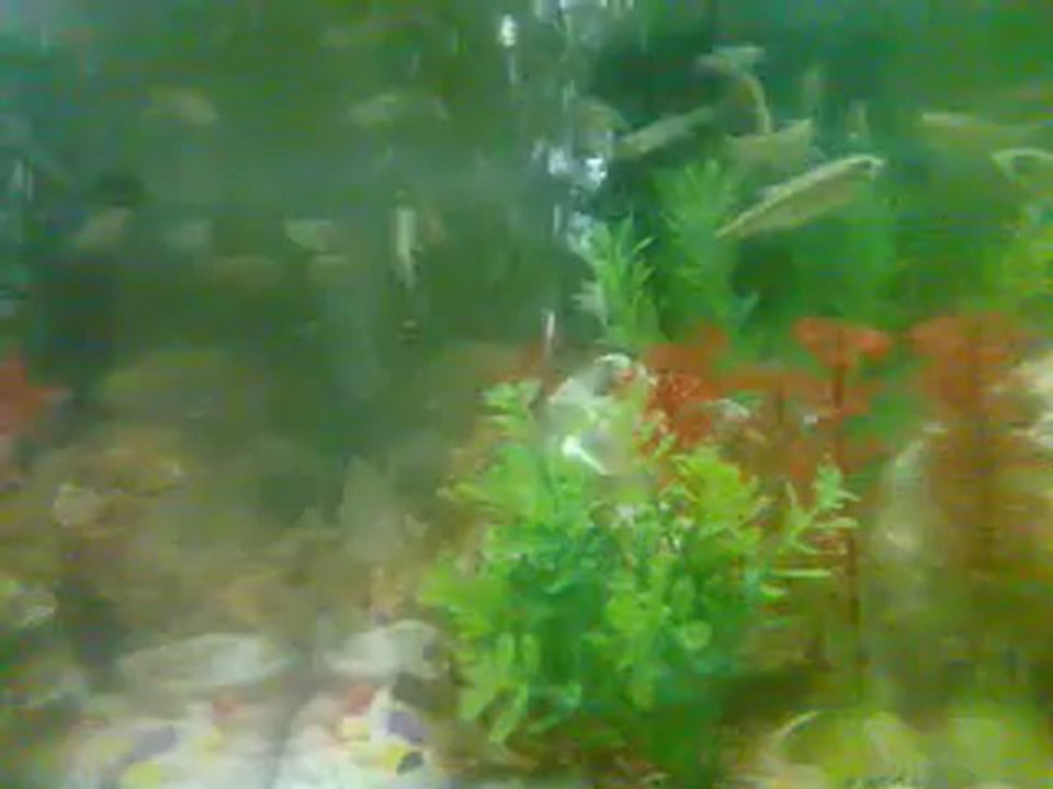 nusaybin akvaryum balıgı yani  kürt balıgı