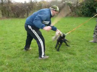 Hisco des touches noires ( Bergerd allemand noir de travail)