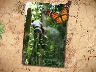 Becker Tree Service LLC (309) 723-6352