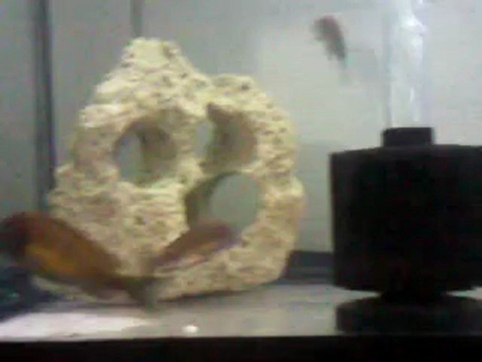 Video0026 DOĞANKÖYLÜ KAANGA