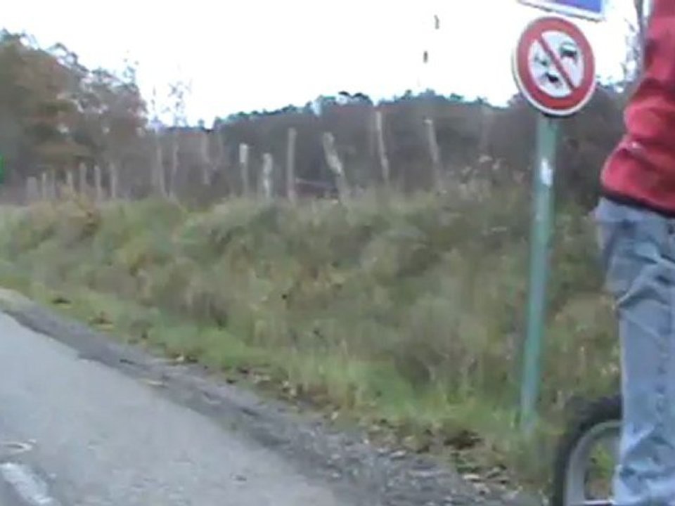 chien loup tchecoslovaque en trottinette