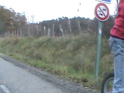 chien loup tchecoslovaque en trottinette