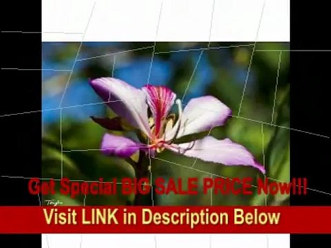 [BEST BUY] Canon EF 24-105mm f/4 L IS USM Zoom Lens + UV Filter + Accessory Kit for Rebel T2i, T3, T3i EOS 60D, 7D & 5D, 1D, 1Ds, 1Dx Mark II, II, IV Digital SLR Cameras