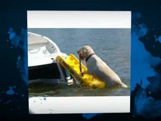 Natural Pet Supplies Dog Boat Ladder Available Now WholePetDirect.com!