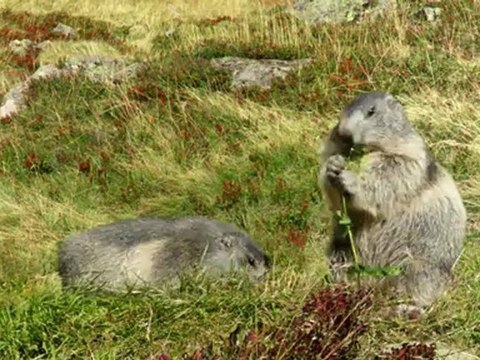 Infusions les 2 Marmottes