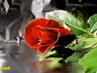 Oci da te vide srce bi mi stalo