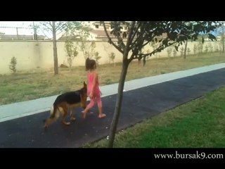 Profesyonel Köpek Eğitimi 1 -- Bursa K9 --