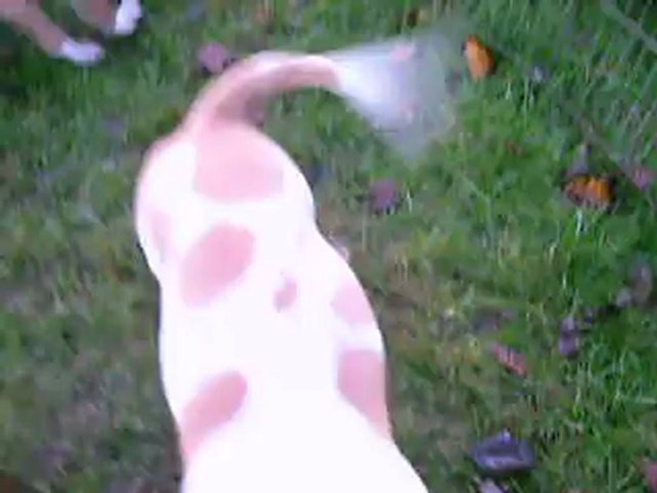 VIDEO du 01.12.12 des 3 frères ...