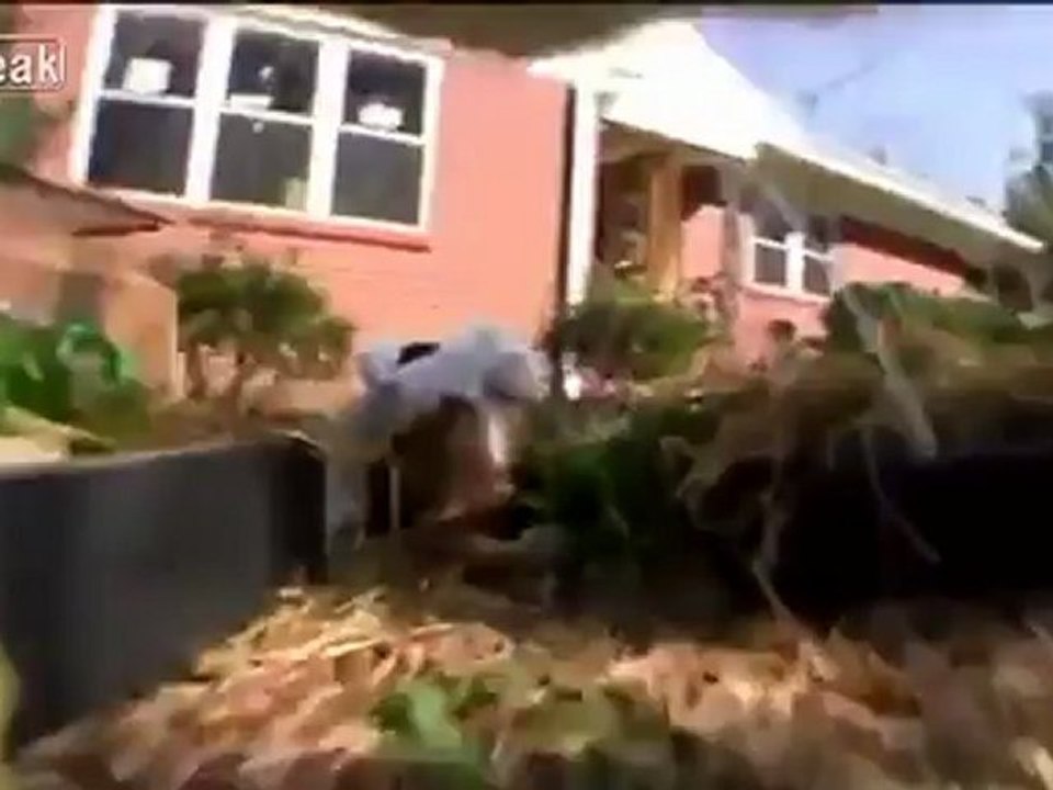 Cat Style