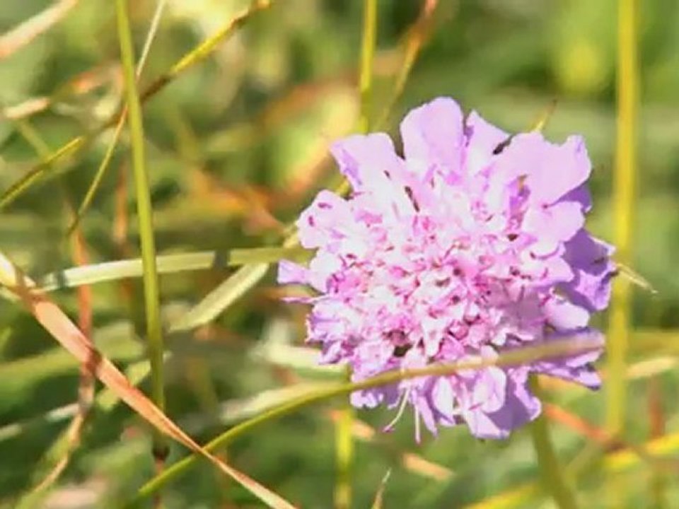 Séjours nature à Valloire avec resavalloire.com
