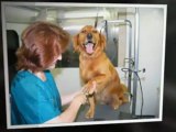 Dog Teeth Cleaning and Dog Grooming