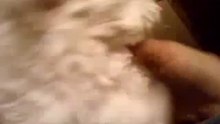 cachorrita