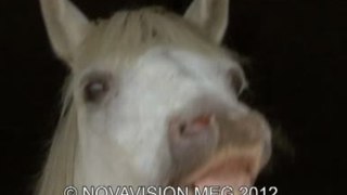 Hidden Camera Prank : Horse butchers !