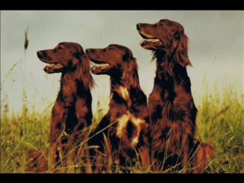 var 83 Berger Belge Groënendaël Berger Belge Tervueren ELEVAGE LE BOIS D’ACACIAS BERGER BELGE SETTER IRLANDAIS bergerbelgesetterirlandais.com Eliane & Daniel JUIF 73 Chemin de Combe Vidal 83690 SALERNES Fixe : 04 94 68 22 61 Mobile : 06 11 13 25 00