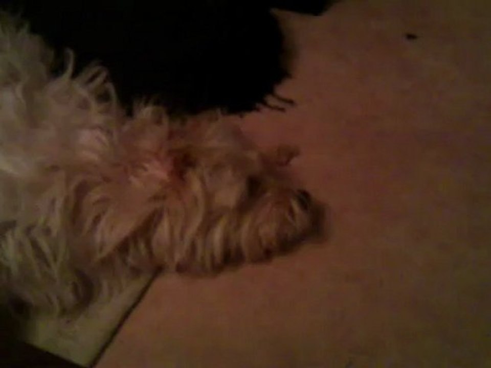molly et le champignon