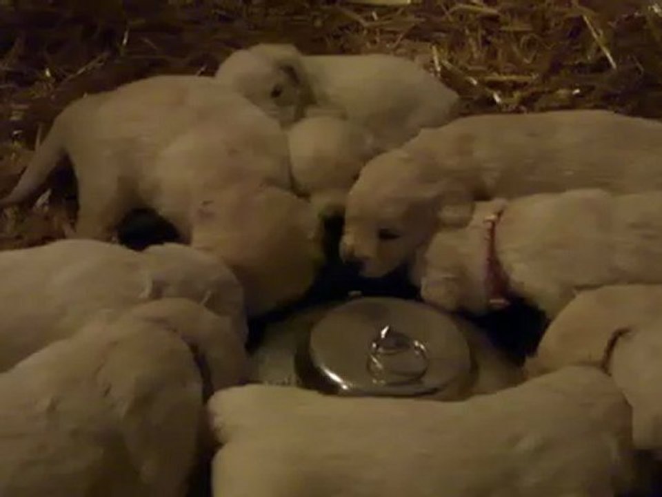 Le premier repas (3 semaines)