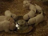 Un repas (Goldens à 3 semaines)