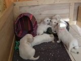 chiots golden retriever 5 semaines