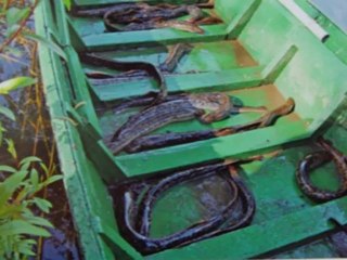 sph pineuilh Sablou mpeg4