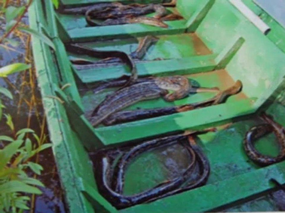 sph pineuilh Sablou mpeg4