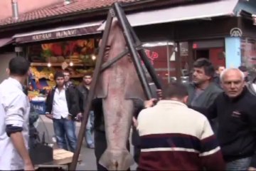 Ağlara lüfer değil Jaws takıldı