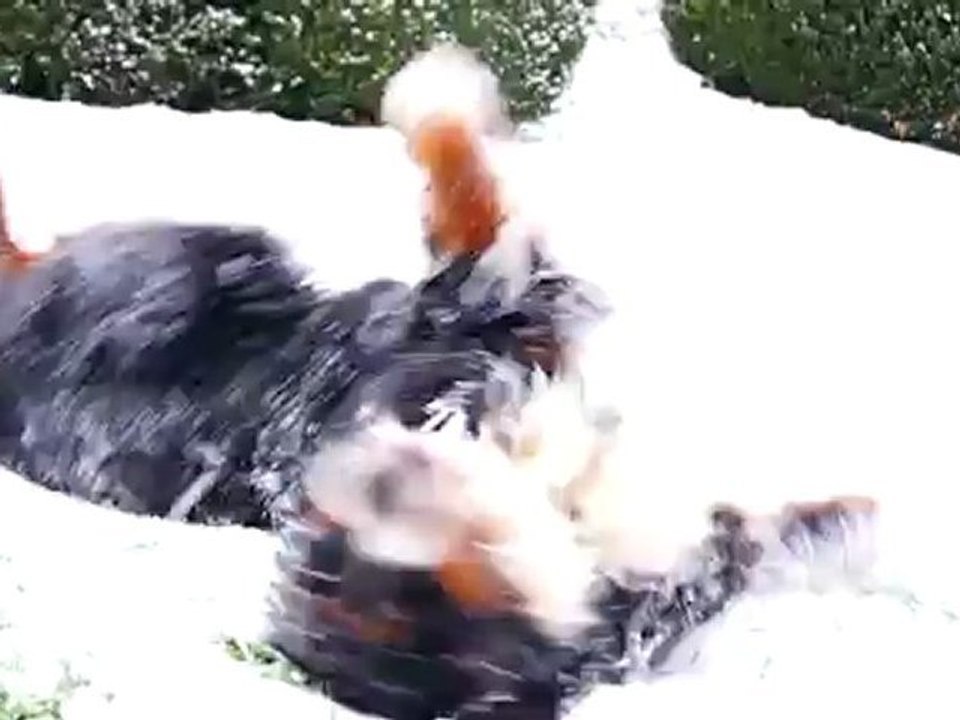 Non Diego n'aime pas la neige !