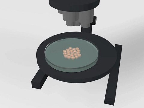 Les cellules souches