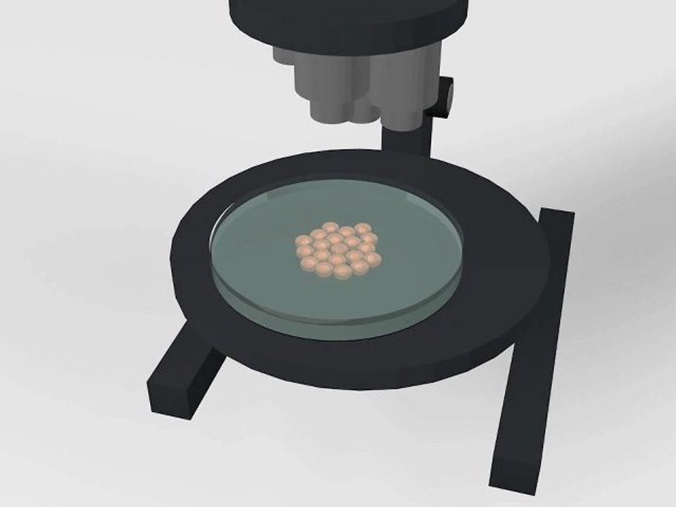 Les cellules souches