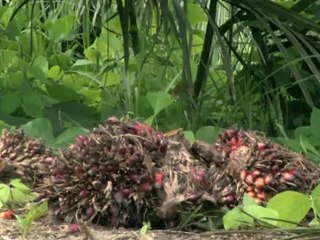 Indonésie: les palmiers à huile chassent les forêts