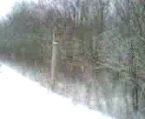 1ère vrai neige en lorraine EST,le 7/12/2012