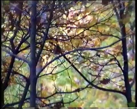 Visite du Bois de Vincennes Vincennes terminus nature un film de Laurent Wittmer