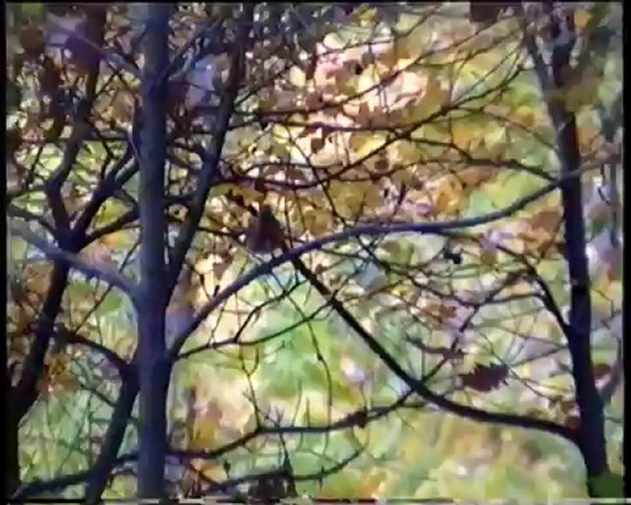 Visite du Bois de Vincennes " Vincennes terminus nature" un film de Laurent Wittmer