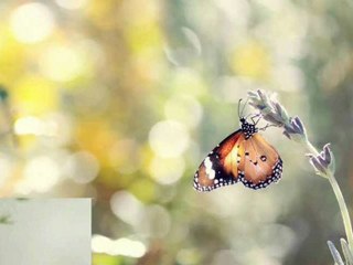 Reflexions...(Ernesto Cortazar)