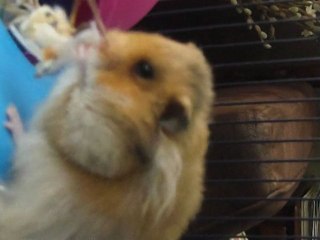 Kenzo trie sa mousse ( blog )