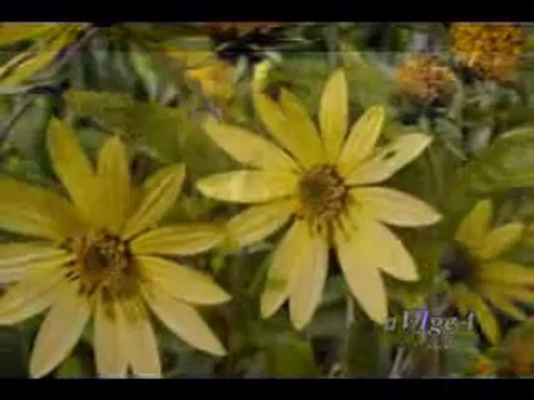 Песента от Седемнадесет мига от пролетта / превод